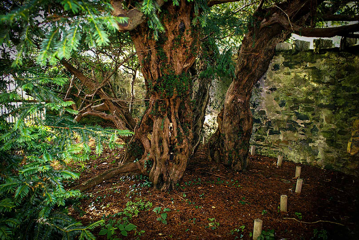 The Scottish Yew Tree