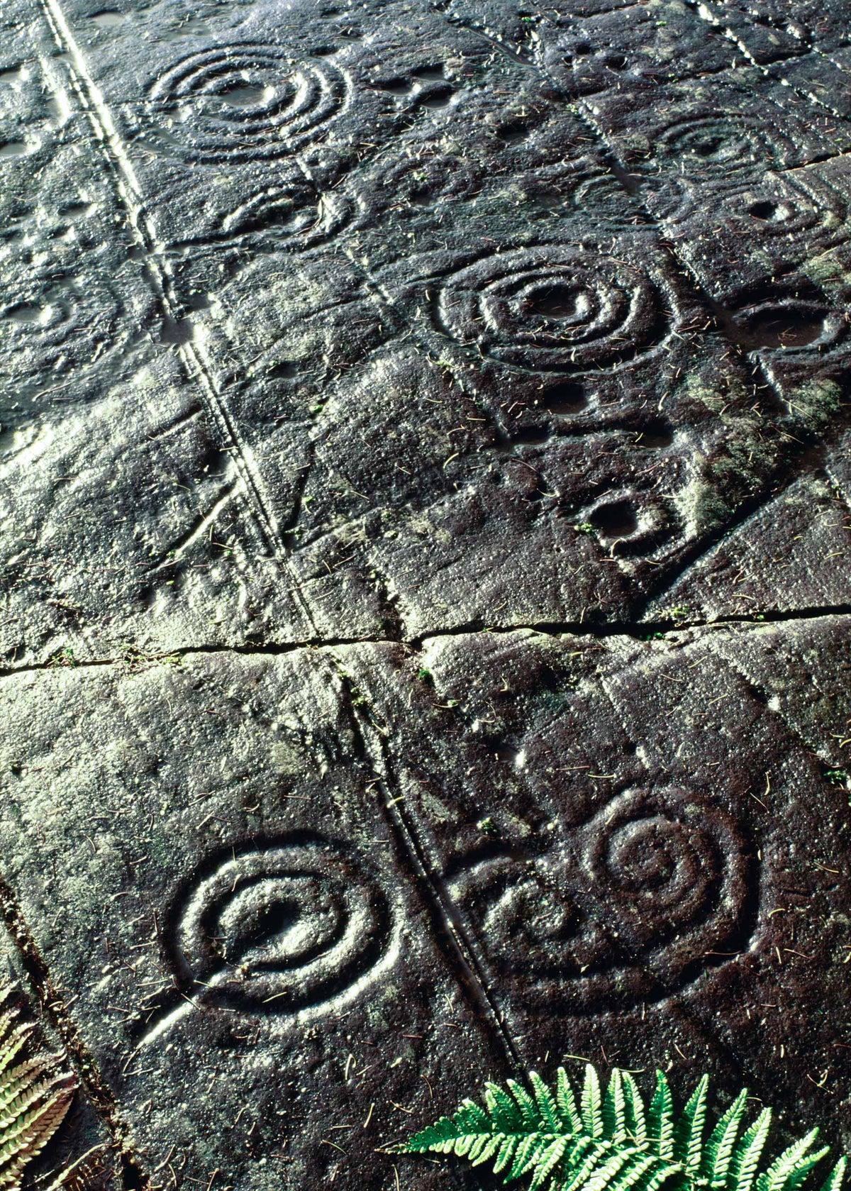 Close-up of rock with carved spiral and abstract geometric motifs, with small green fern leaves visible in the lower corners.